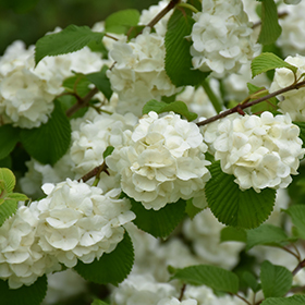 Plant Photo 1