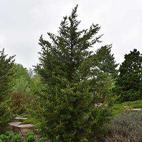 Plant Photo 5