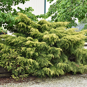 Plant Photo 4