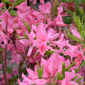 Plant Photo 3