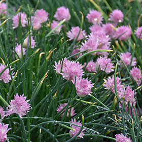 Plant Photo 9