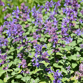 Plant Photo 1