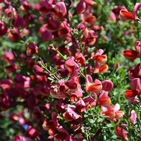 Plant Photo 8