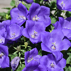 Plant Photo 2