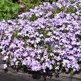 Plant Photo 7