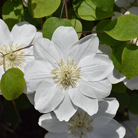 Plant Photo 7