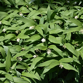 Plant Photo 6