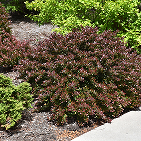 Plant Photo 9