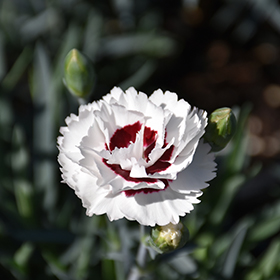 Plant Photo 7