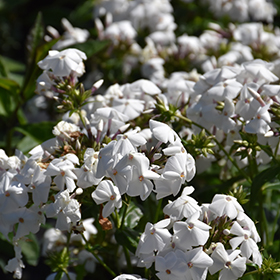 Plant Photo 1