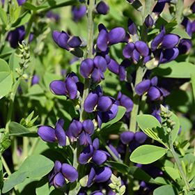 Plant Photo 9