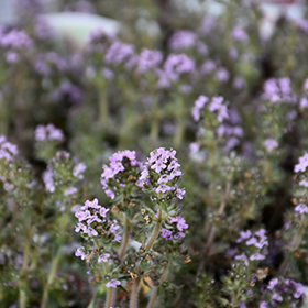 Plant Photo 1