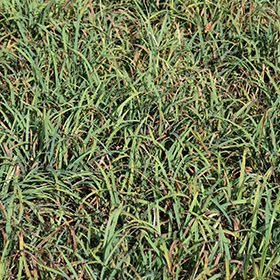 Plant Photo 9