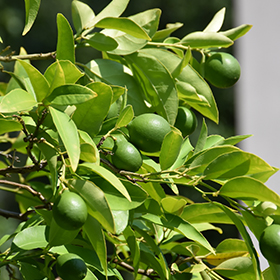 Plant Photo 2