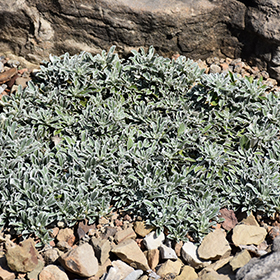 Plant Photo 5