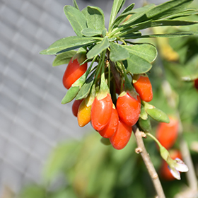 Plant Photo 4