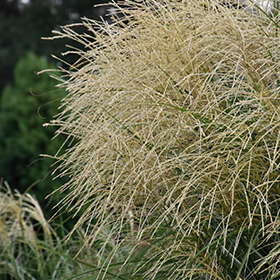 Plant Photo 8