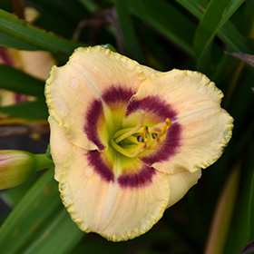 Plant Photo 1
