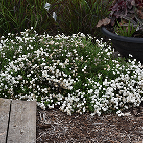 Plant Photo 10