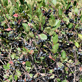 Plant Photo 3