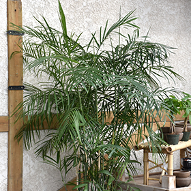 Plant Photo 7