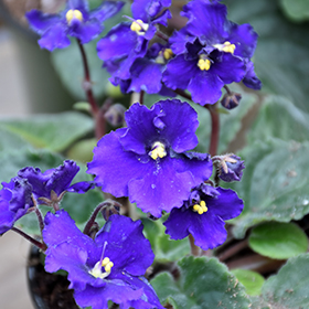 Plant Photo 1