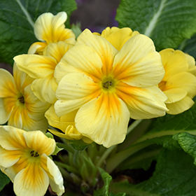 Plant Photo 5