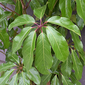 Plant Photo 9