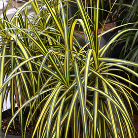 Plant Photo 7