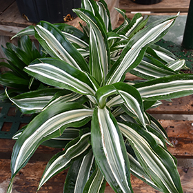 Plant Photo 2