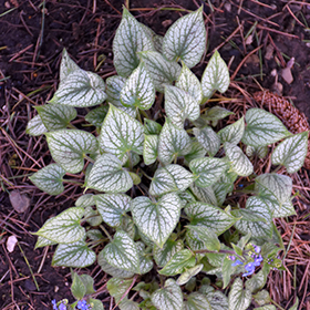 Plant Photo 9