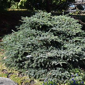 Plant Photo 3