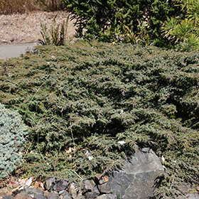 Plant Photo 8