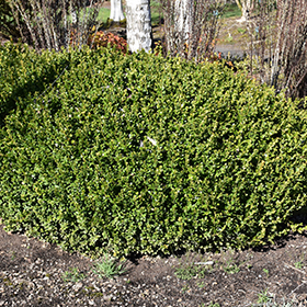 Plant Photo 7