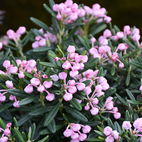 Plant Photo 10