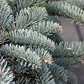 Plant Photo 7