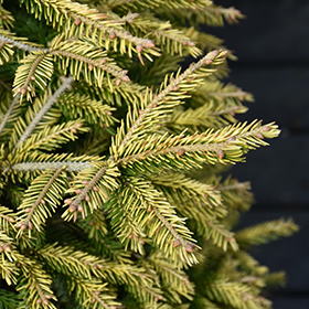 Plant Photo 5