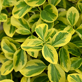 Plant Photo 8