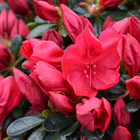 Plant Photo 8