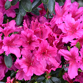 Plant Photo 6