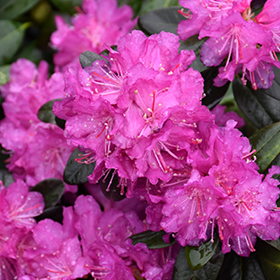 Plant Photo 8