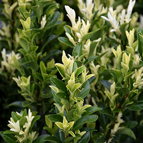 Plant Photo 2