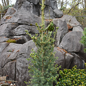 Plant Photo 8