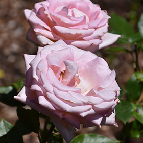 Plant Photo 1