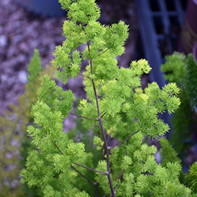 Plant Photo 8