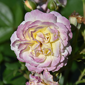 Plant Photo 6