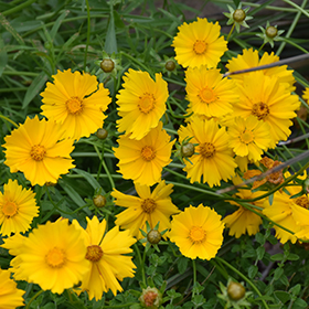 Plant Photo 8