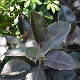 Plant Photo 3