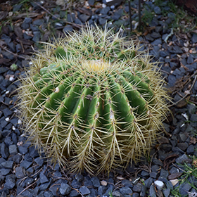 Plant Photo 3