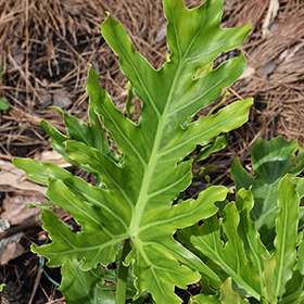 Plant Photo 3